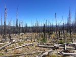 Fire Burn Area