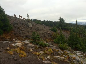 Deer Family Visitors