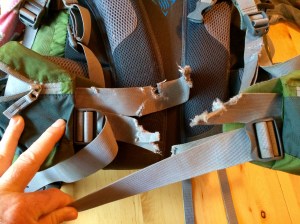 Brook did some chewing