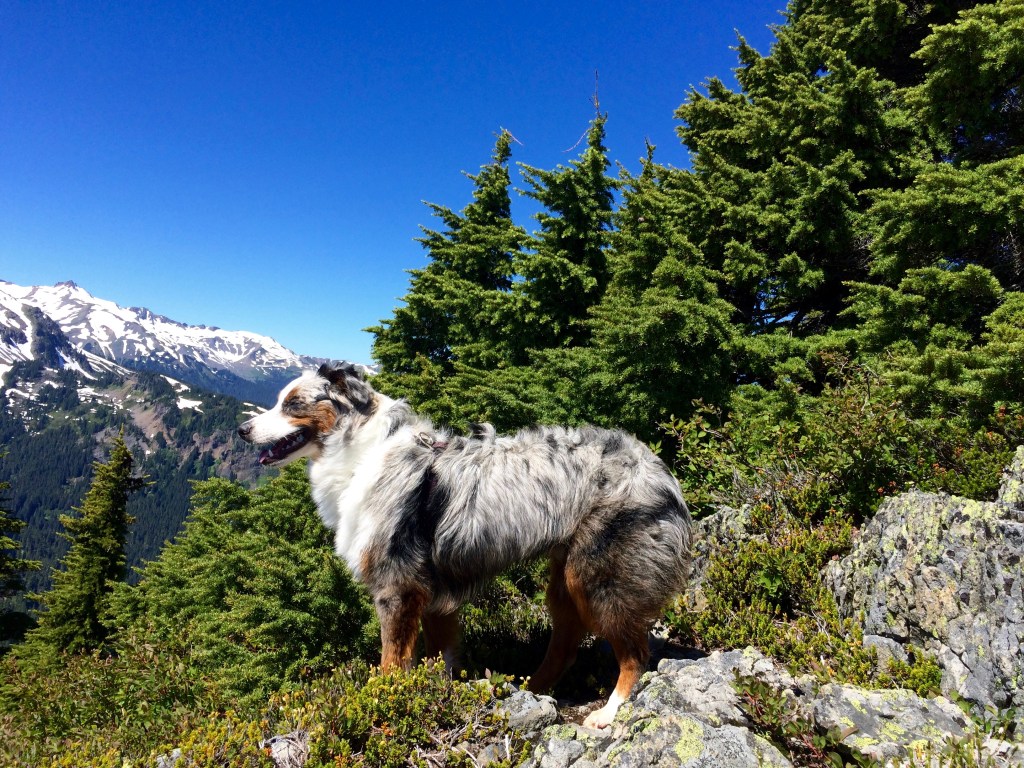 9 month old Brook on Table Mountain