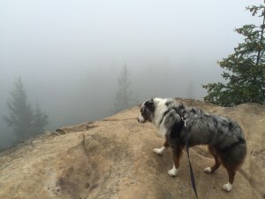 Brook on Raptor Ridge