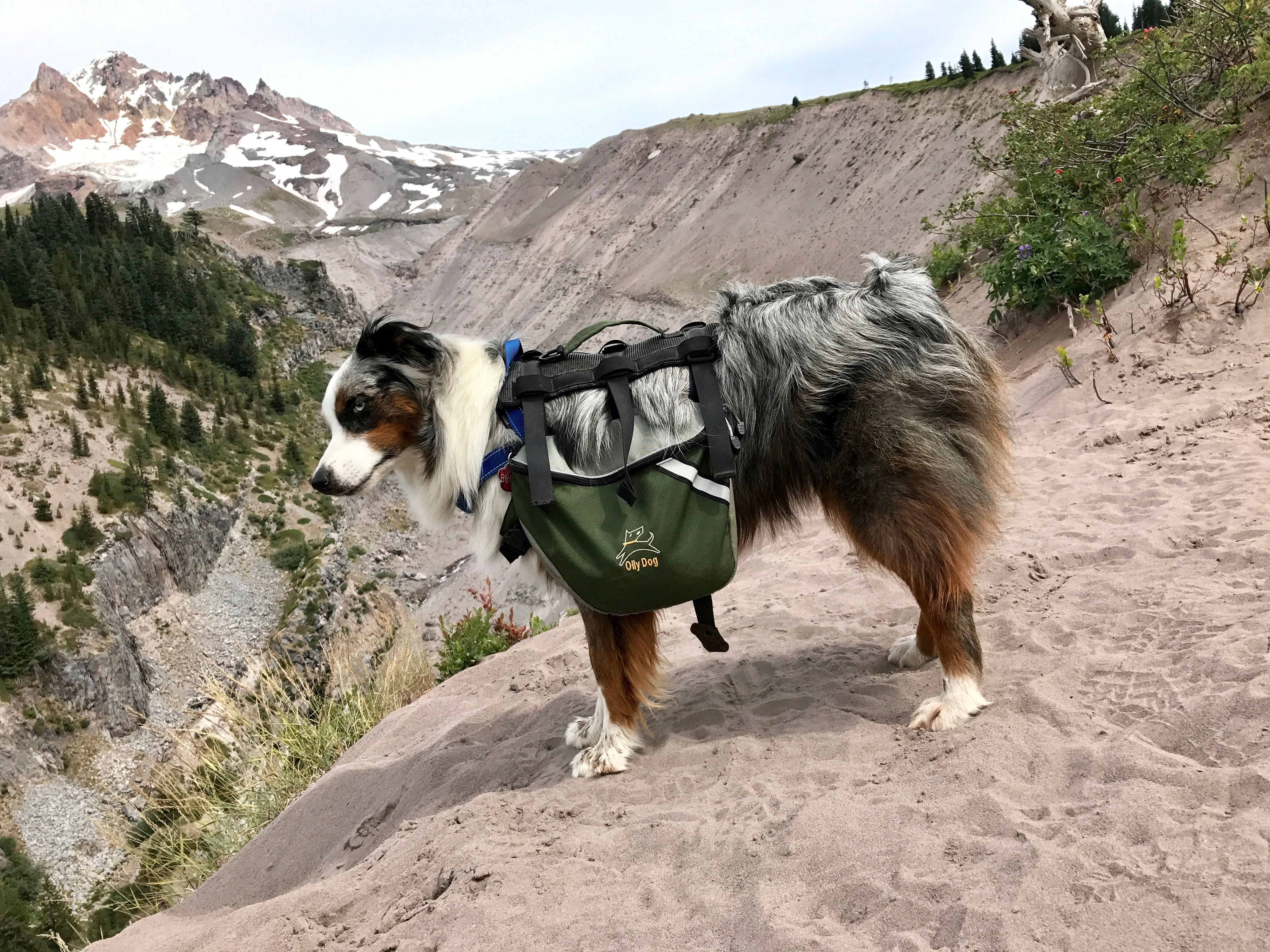 Brook before Paradise ParkBrook looking down at the Little Zigzag Canyon