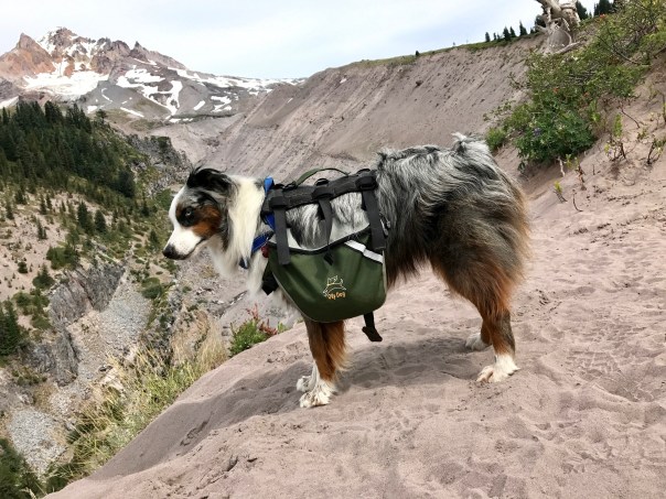 Brook before Paradise ParkBrook looking down at the Little Zigzag Canyon