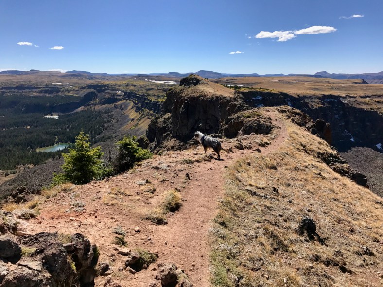 Brook Exploring the Causeway