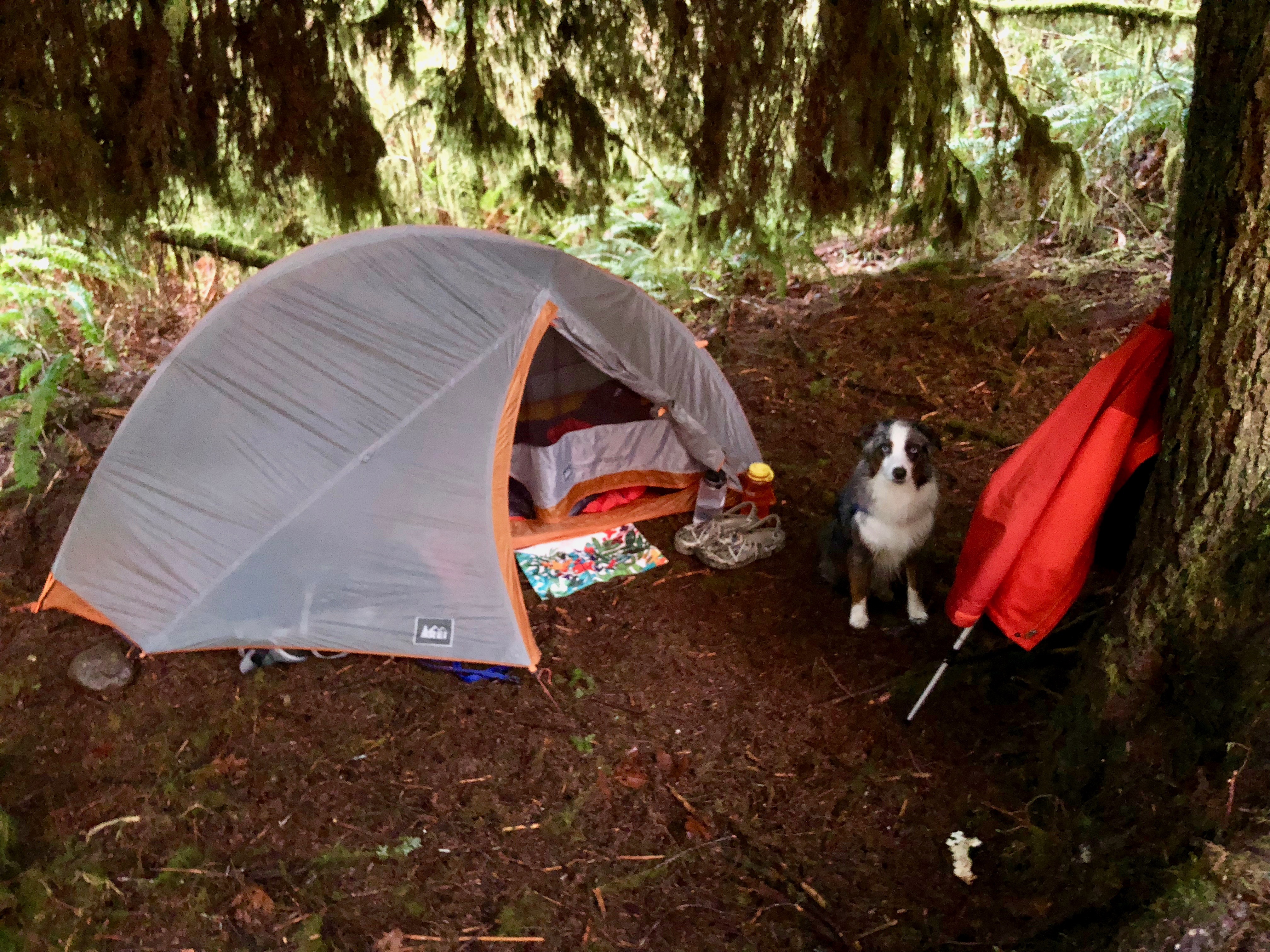 Campsite under tree cover.