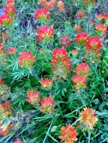 PCT Hood to GorgeFlowers