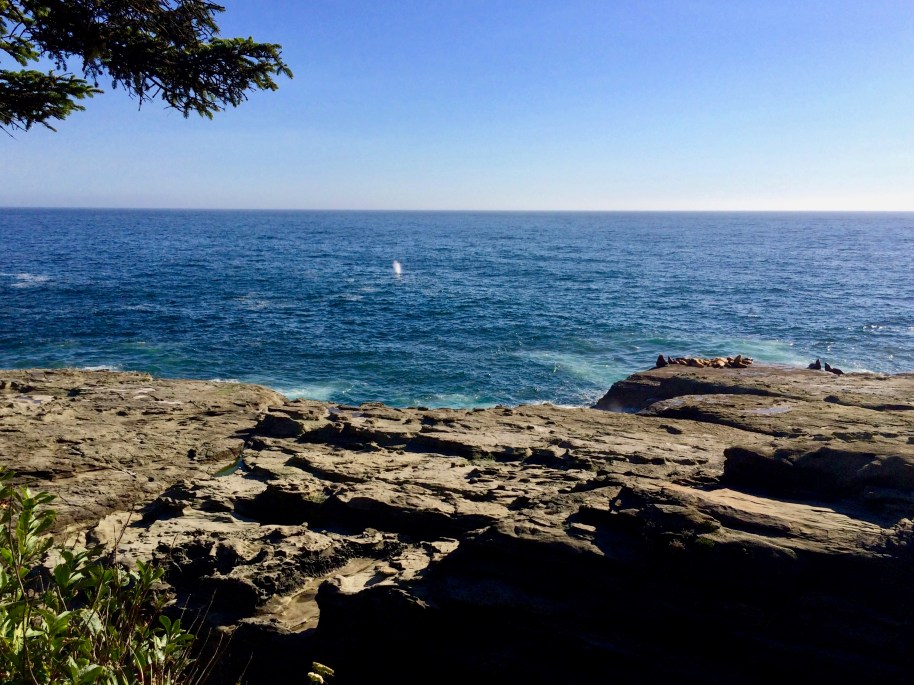 Sea Lions with Whale spotting