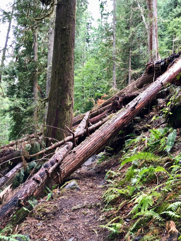 Suiattle River Trail Slide