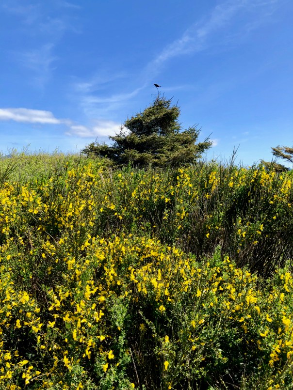 BirdOnScotchBroom